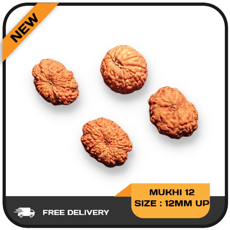 MUKHI 12 RUDRAKSHA