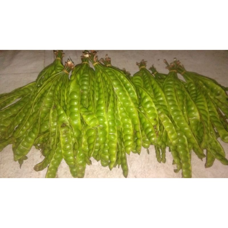 

petai alam asli