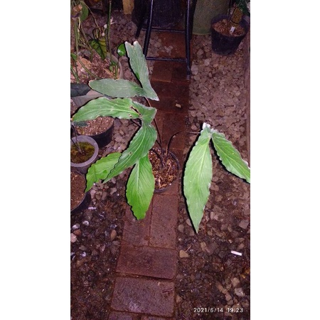 cyrtosperma hambalii