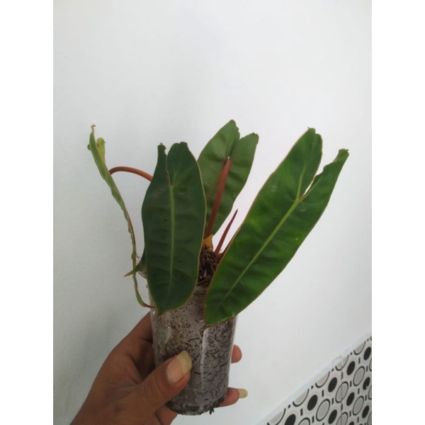 Philodendron Kabel Busi Ori