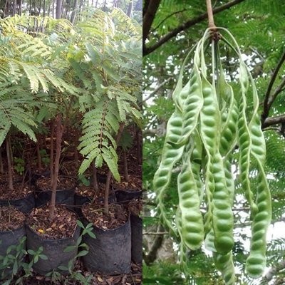 BIBIT PETAI UNGGUL - PETE