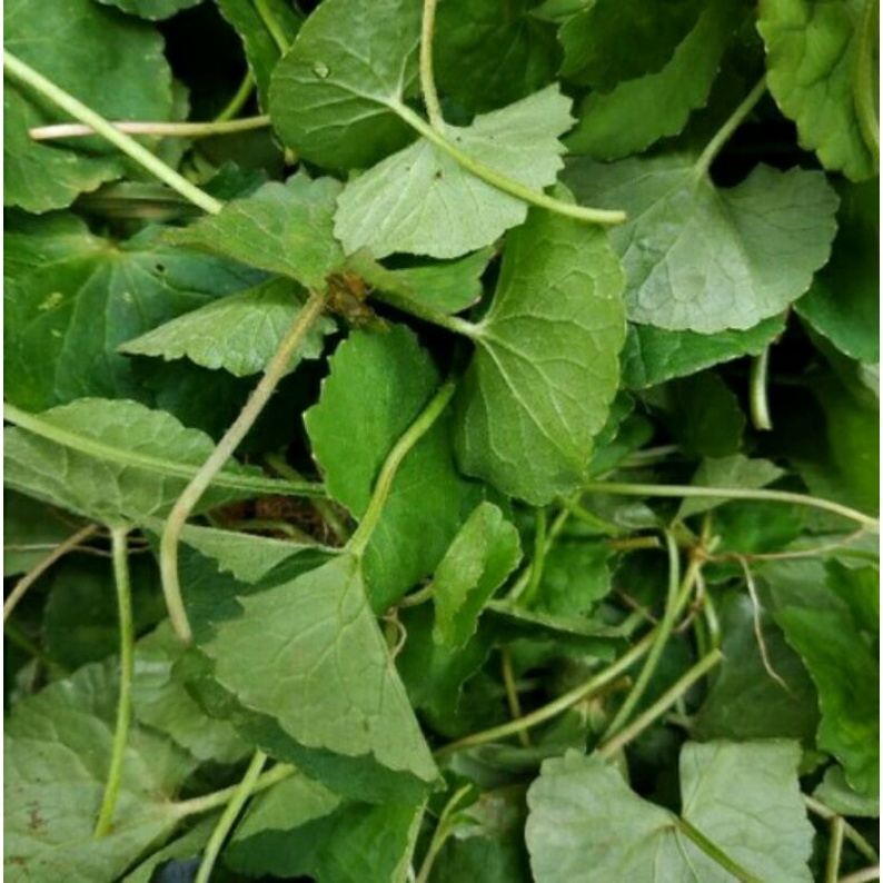 Daun pegagan segar /pegagan herbal/daun herbal