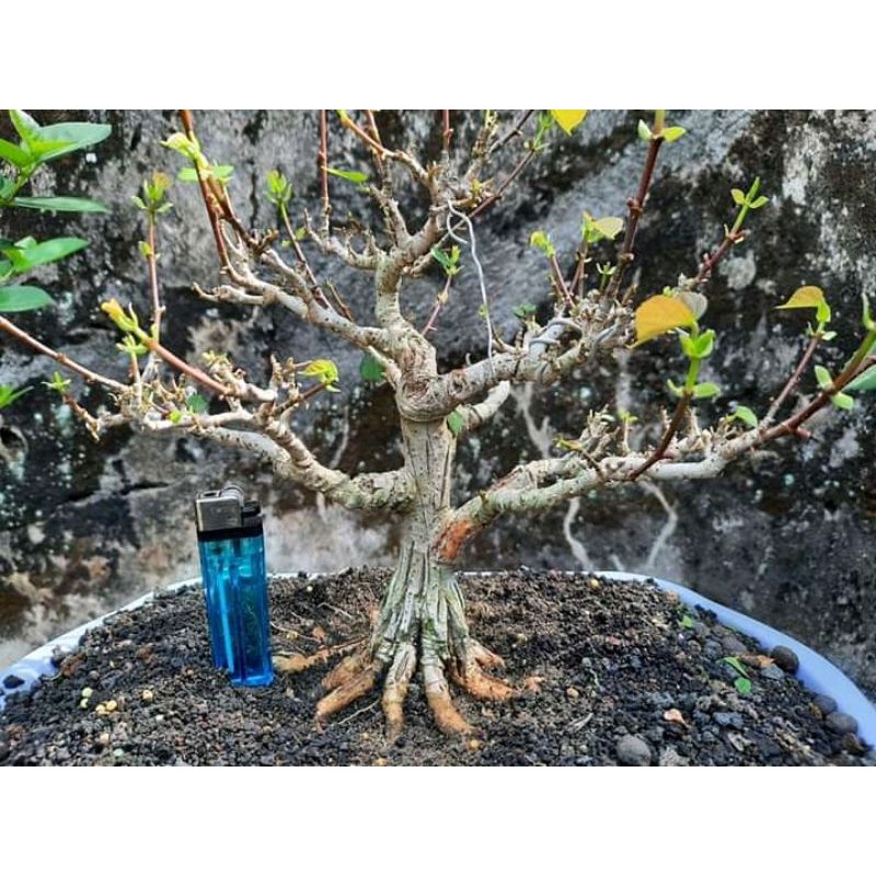Bahan bonsai waru india Program Akarrrr beli 5 gratis 1