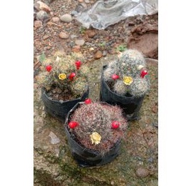 paket 3 jenis kaktus cabai/kaktus ownroot