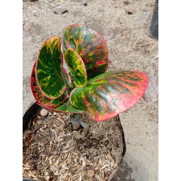 puring koleksi apel rehana