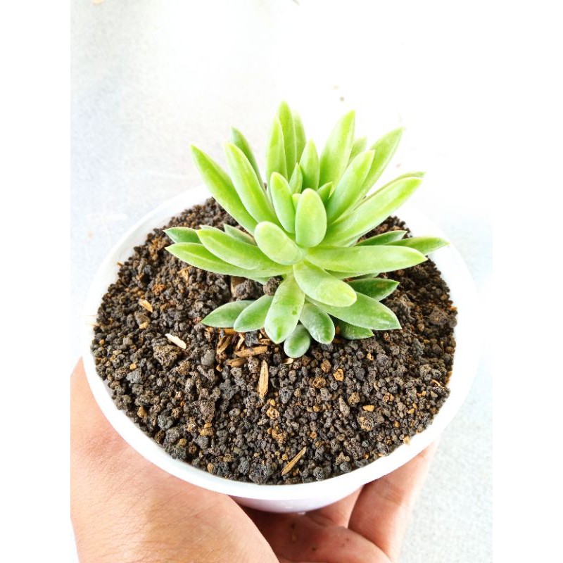 tanaman hias air mata bunda