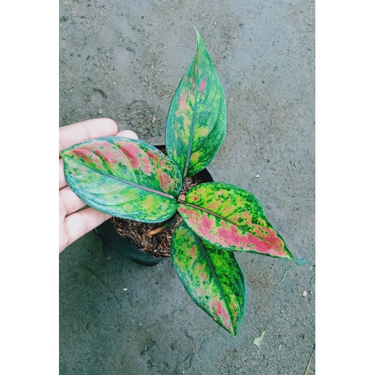 Aglaonema Hengheng
