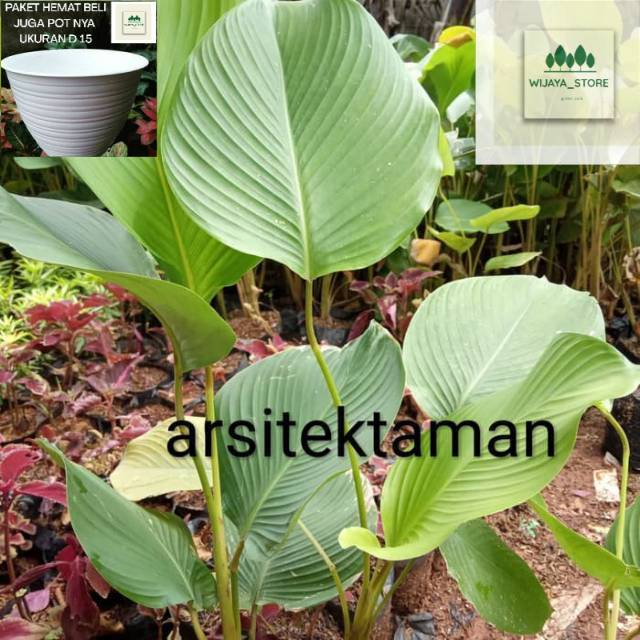 Tanaman hias Calathea luthea - pisang pisangan daun besar lutea