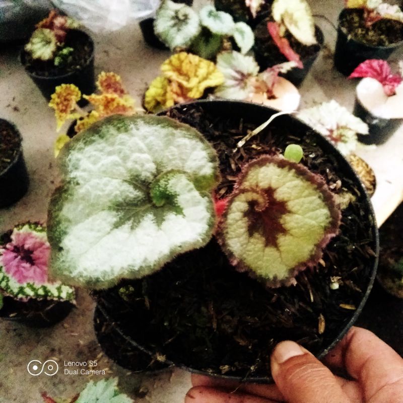 bibit tanaman hias begonia rex keong