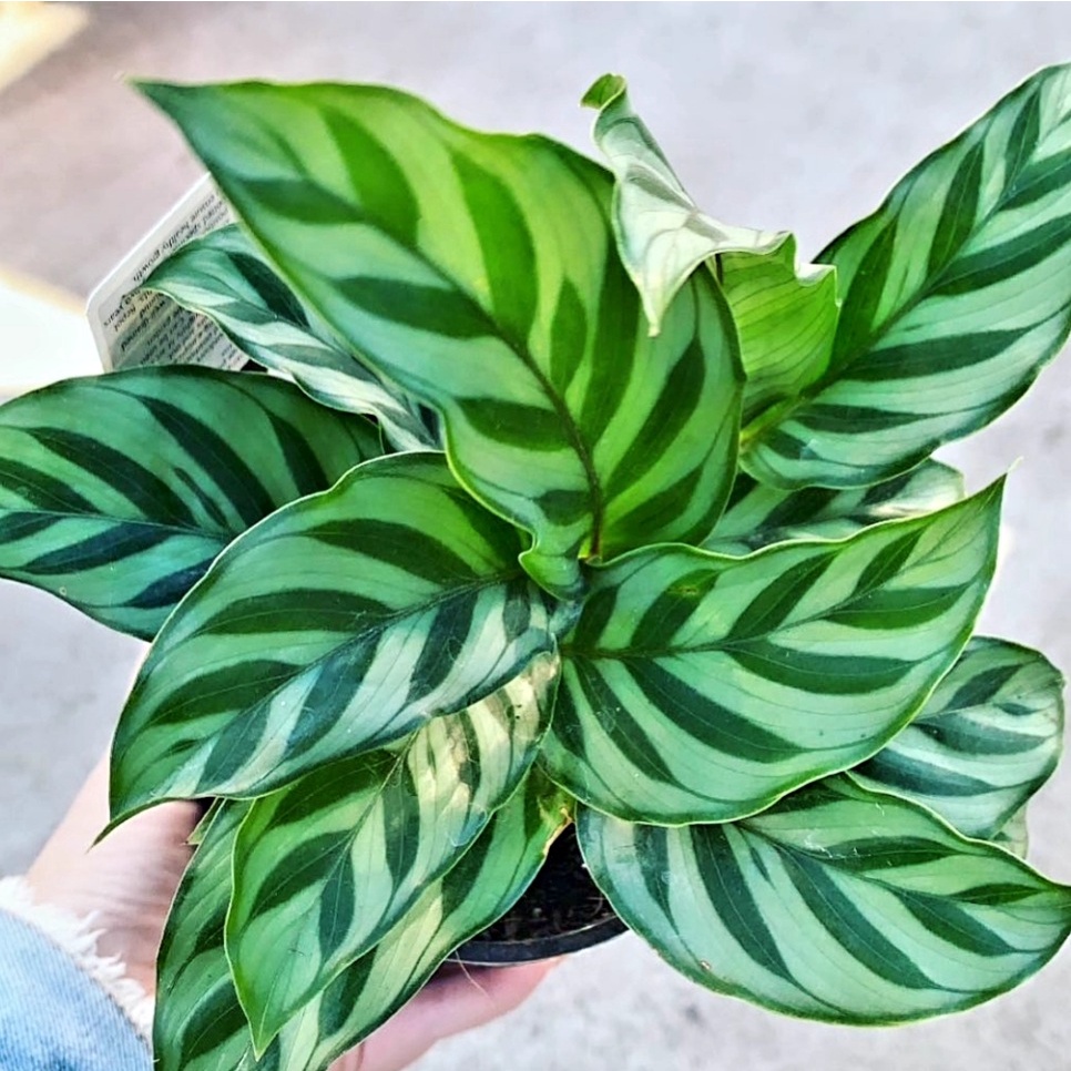 Calathea Freddy Tanaman Hias Calathea Tanaman Hias Calathea Freddy Calathea Crimson Murah Calathea M