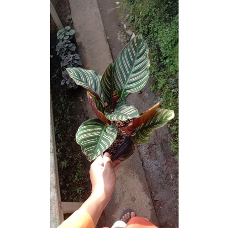 calathea ornata rimbun