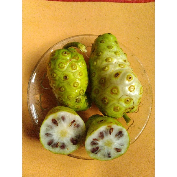 

Buah Mengkudu Pace Segar
