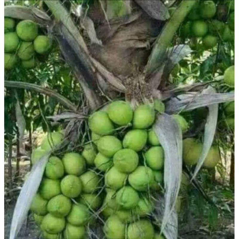 Bibit Pohon kelapa Hibrida / Tunas Kelapa Hibrida