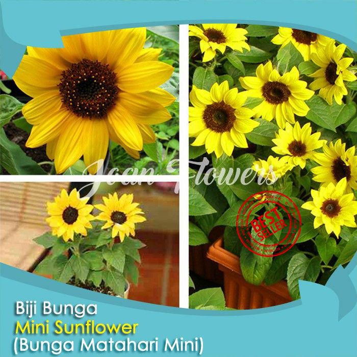 Bibit Tanaman Bunga Matahari Kecil Mini Sunflowers Benih Bibit Tanaman Hias Untuk Dekorasi Rumah Shopee Indonesia