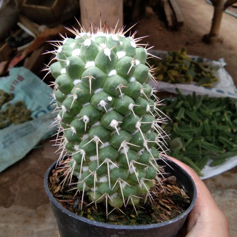 kaktus duren ownroot jumbo