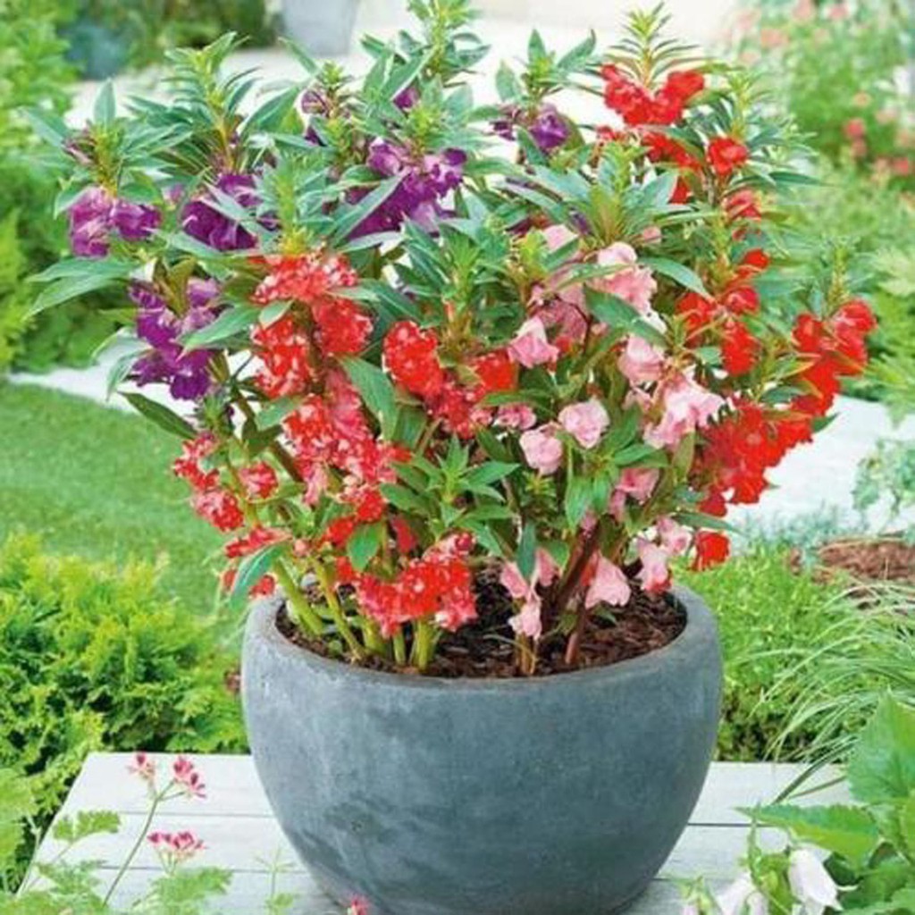 Bibit Benih Biji Bunga Pacar Air Impatiens Balsam Mix Flower -Biji Tanaman Pohon Bunga Pacar Air-COD