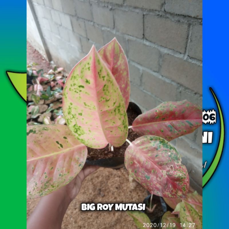AGLONEMA BIG ROY mutasi