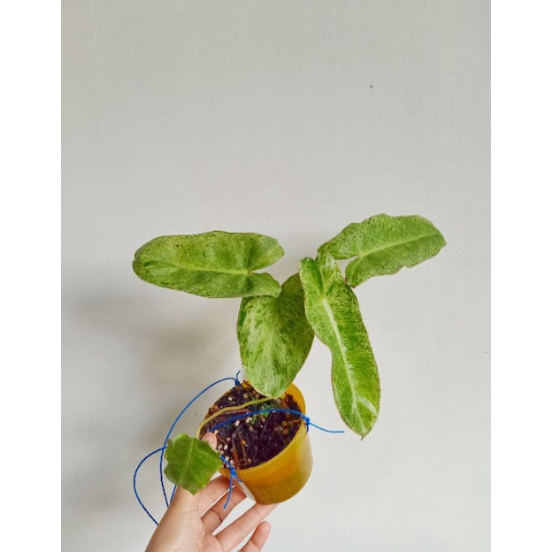 philodendron paraiso verde tanaman philodendron paraiso verde