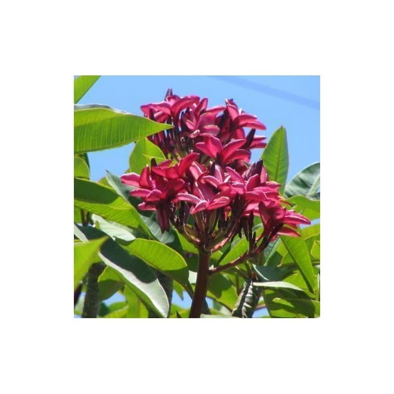 Tanaman Plumeria Merah