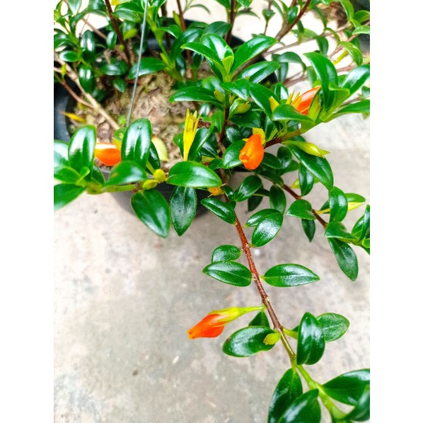 Tanaman Gantung Lipstik Koi / Lipstik Orange