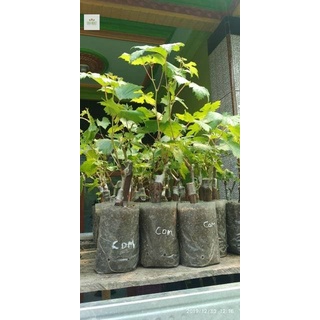 Bibit anggur import autum royal tanpa biji