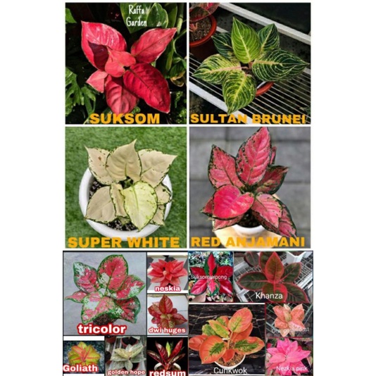 paket hemat 15 bibit tanaman hias Aglonema bibit bonggol aglonema