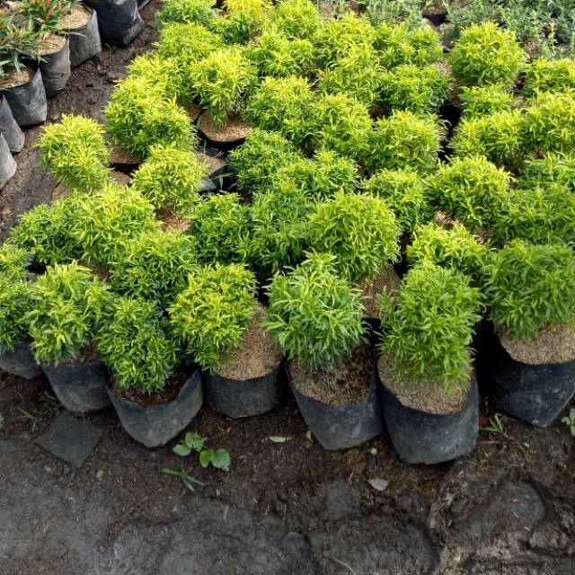 Tanaman Hias Brokoli Hijau Dan Kuning 1 Paket Dapat 6 Pohon Shopee Indonesia
