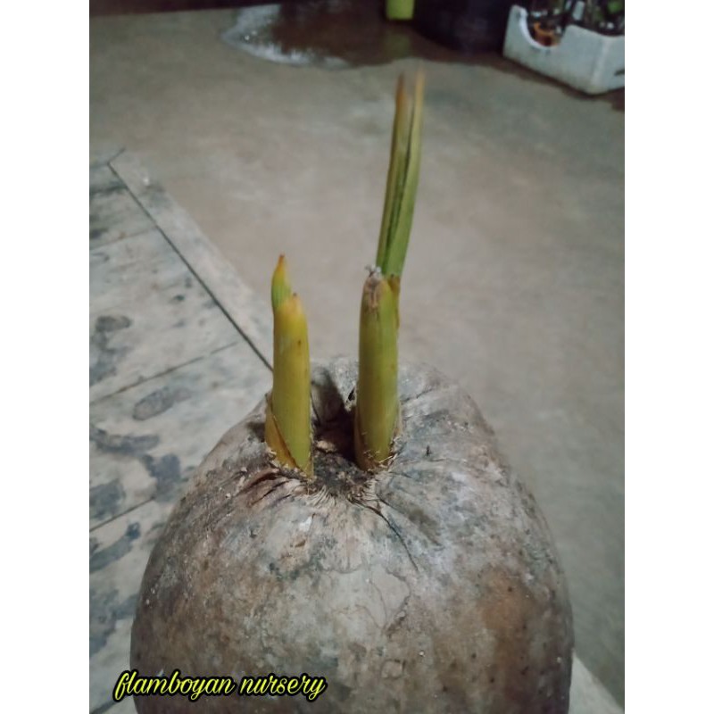 BAHAN BONSAI KELAPA KEMBAR DUA
