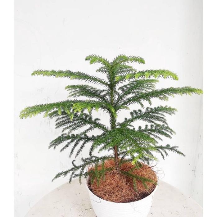 tanaman hias cemara norfolk - pohon cemara norfolk