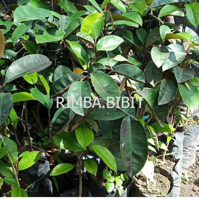 bibit buah kenitu unggul