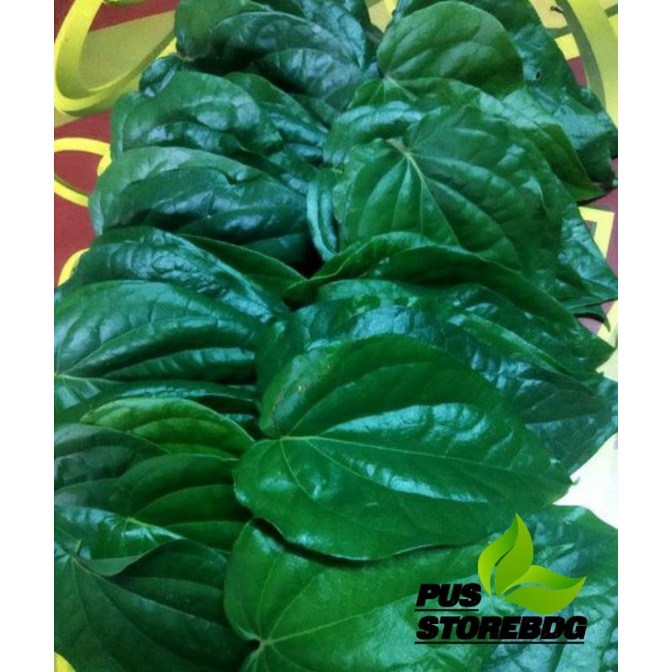 

Daun Sirih hijou 250 gr petik langsung