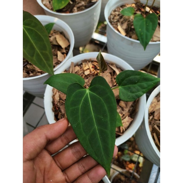 ANTHURIUM DARK MAMA