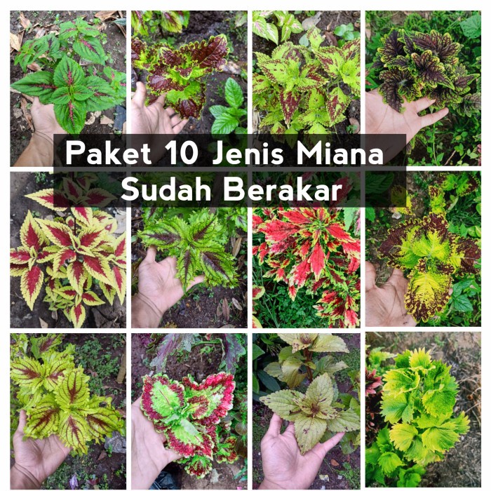 bunga miana paket 10 jenis premium langka murah tanaman hias hidup aka - 10 paket Stek