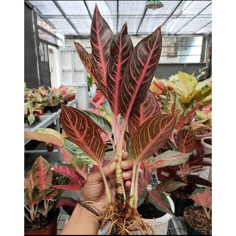 Bonggol Aglonema Red Sumatra - Bunga Aglonema Red Sumatra