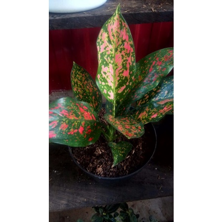 Aglonema Venus / Ruby Garuda / Anakan