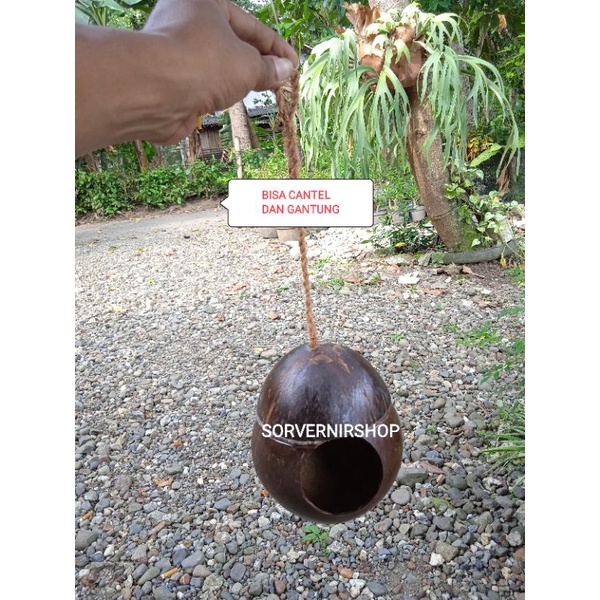 Glodok batok kelapa gantung sarang burung lovebird parkit tupai unik