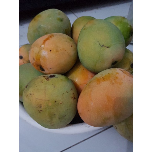 mangga gedong gincu Indramayu