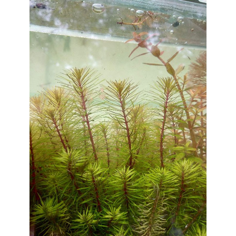 

rotala vietnam
