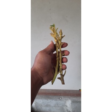 ALPUKAT VIETNAM 15 CUTING ENTRES