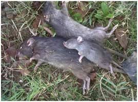 Ramtus Racun Tikus Ampuh Mati Kering Tidak Bau Pembasmi Curut Wirog Mencit Dirumah Di Mobil 4 Pack