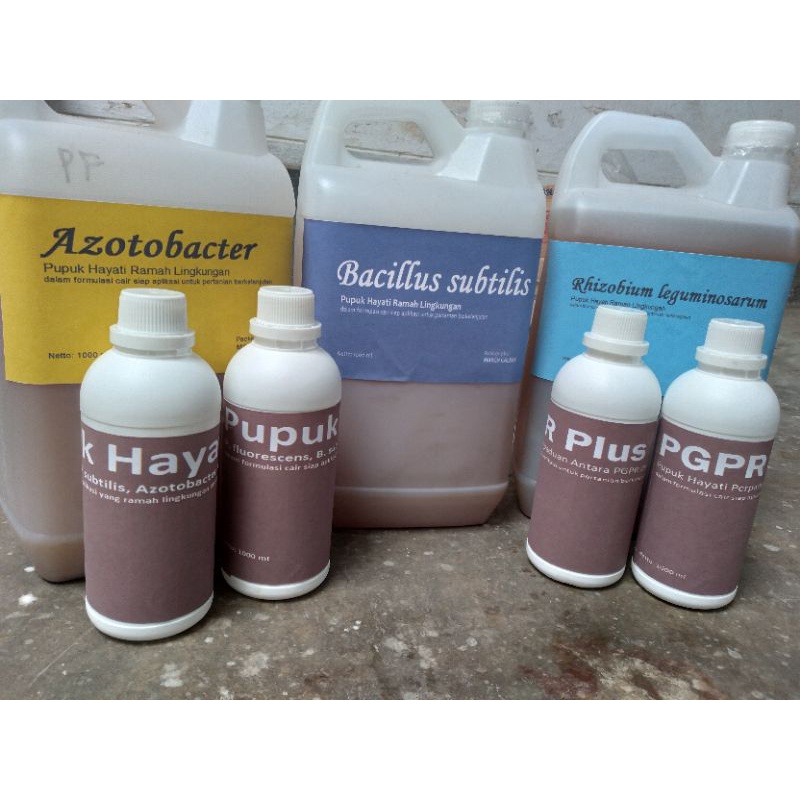 Pupuk Hayati Formulasi Pseudomonas fluorescens dan Bacillus subtilis