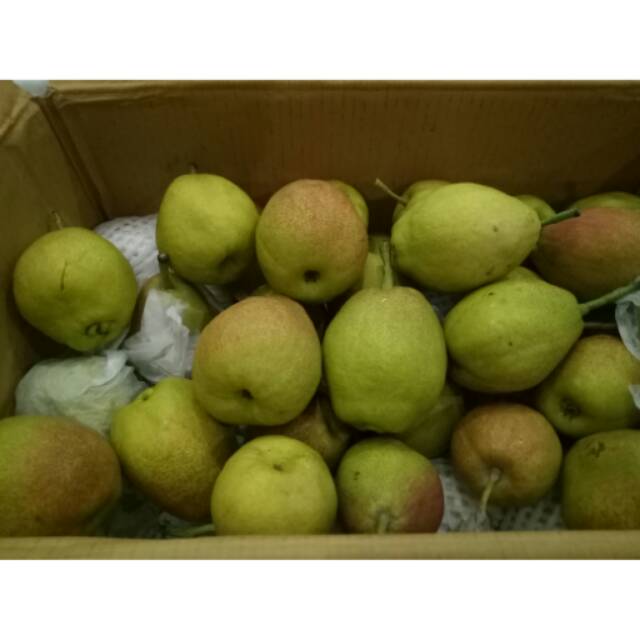 Jual Buah Pear Xiang Lie Manis Banyak Air Harga Dijamin Murah Dibawah Pasaran Shopee Indonesia 