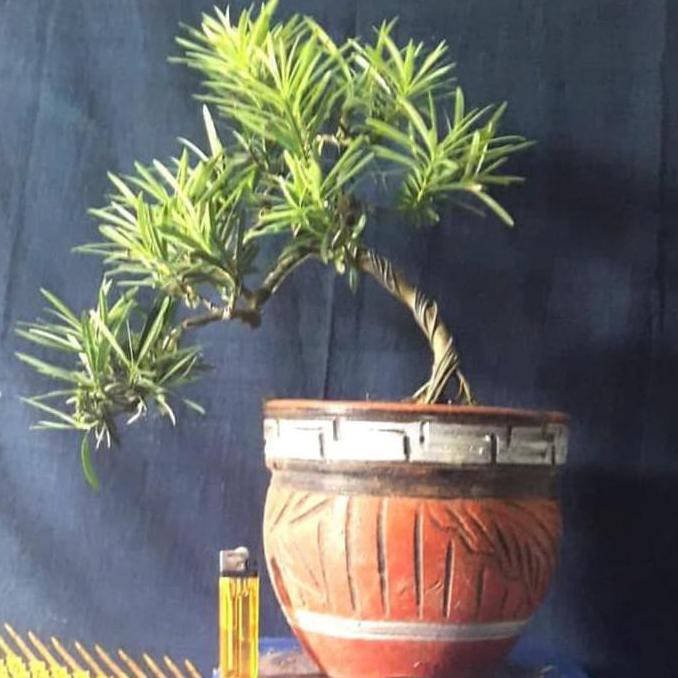 N3W V3T Bibit Tanaman Bakalan Bonsai Lohansung Mawar Xina