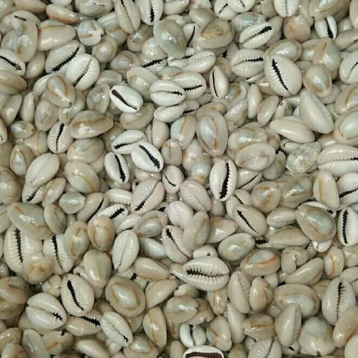 

biji congklak dari kerang isi 100pcs / bungkus