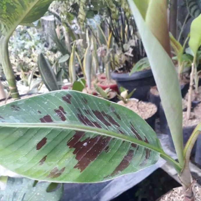 Tanaman hias pisang varigata merah