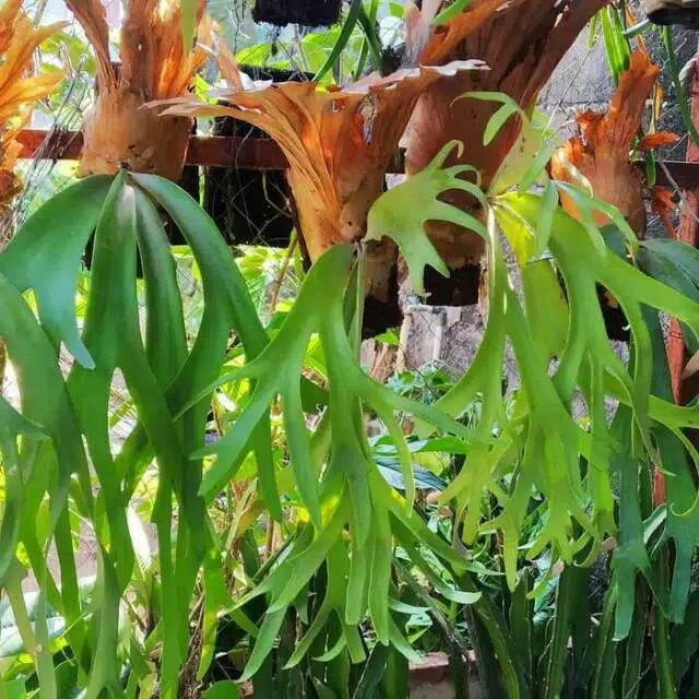 Platycerium coronarium