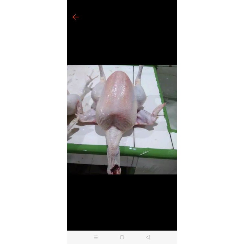 

Ayam Peren UK 5 kilo