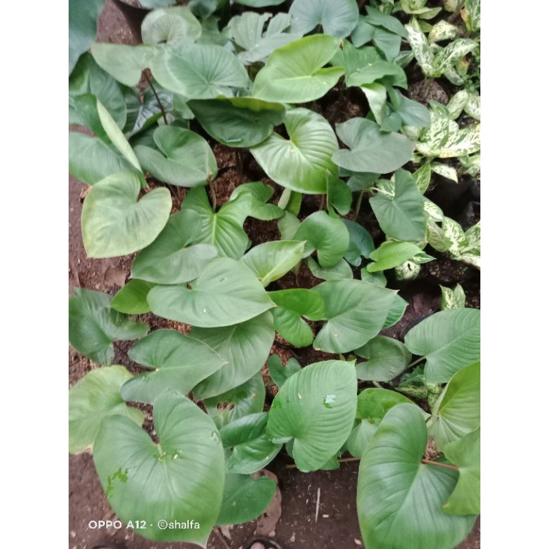 homalomena batang merah