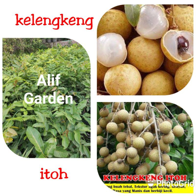 BIBIT KELENGKENG ITOH SUPER