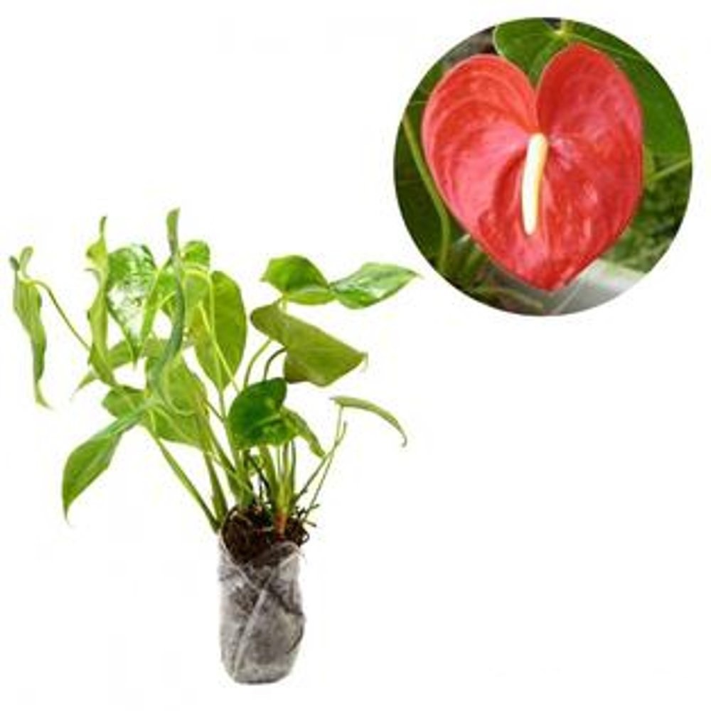 Tanaman Hias Bunga Anthurium Besar Merah Berbunga